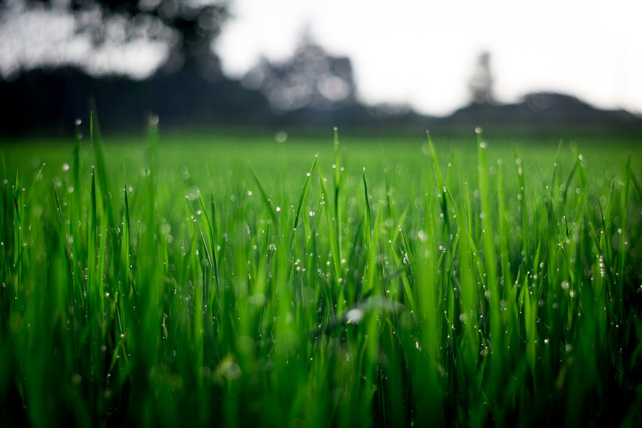 why-choose-us Close-up of lush green grass covered with morning dew in a rural field.